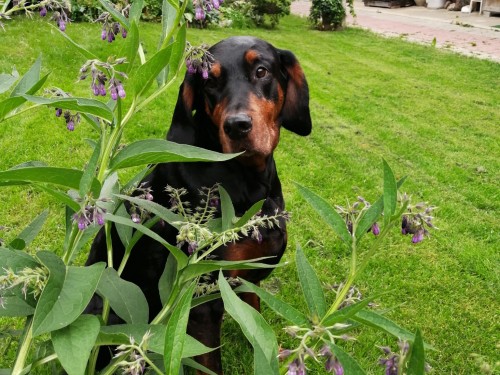 Vorschaubild 135 vom Album Die Hunde