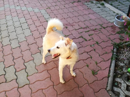 Vorschaubild 136 vom Album Die Hunde