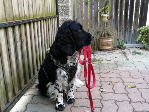 Vorschaubild 137 vom Album Die Hunde