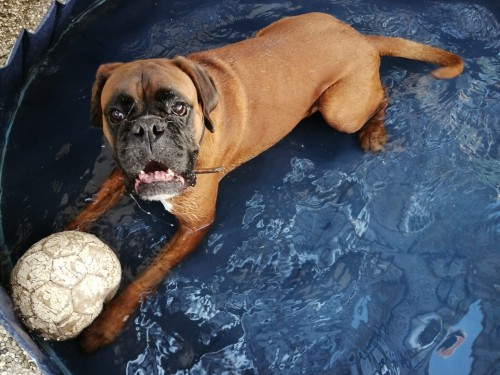 Vorschaubild 138 vom Album Die Hunde