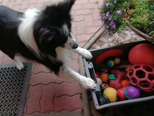 Vorschaubild 139 vom Album Die Hunde