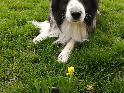 Vorschaubild 140 vom Album Die Hunde