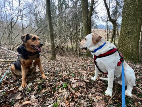 Vorschaubild 141 vom Album Die Hunde