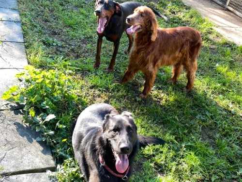 Vorschaubild 142 vom Album Die Hunde