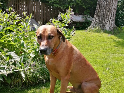 Vorschaubild 143 vom Album Die Hunde