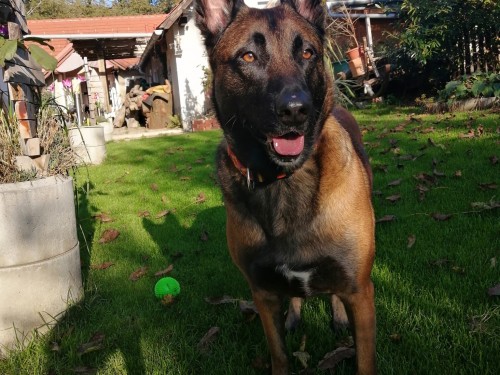 Vorschaubild 144 vom Album Die Hunde