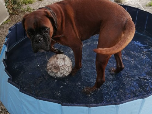 Vorschaubild 145 vom Album Die Hunde