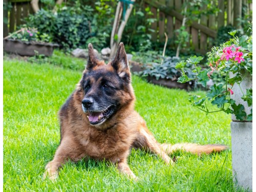 Vorschaubild 146 vom Album Die Hunde