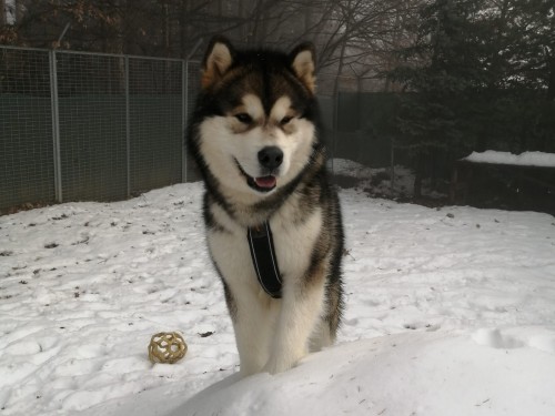 Vorschaubild 147 vom Album Die Hunde