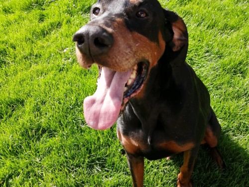 Vorschaubild 148 vom Album Die Hunde