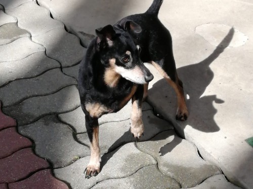 Vorschaubild 149 vom Album Die Hunde