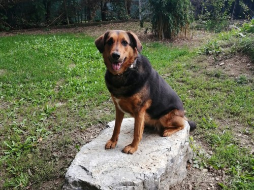 Vorschaubild 150 vom Album Die Hunde