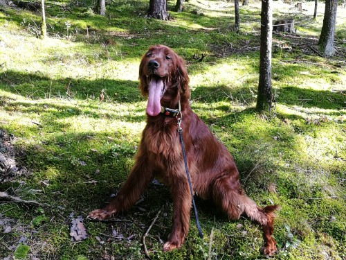 Vorschaubild 151 vom Album Die Hunde