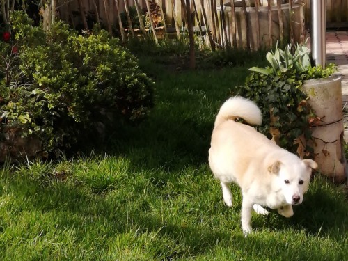 Vorschaubild 152 vom Album Die Hunde