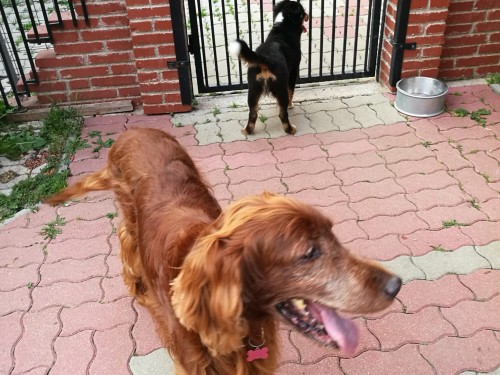 Vorschaubild 153 vom Album Die Hunde