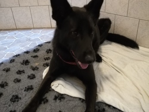 Vorschaubild 154 vom Album Die Hunde