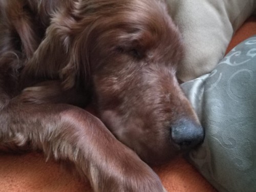 Vorschaubild 155 vom Album Die Hunde