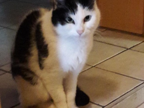 Vorschaubild 13 vom Album Die Katzen