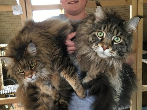 Vorschaubild 14 vom Album Die Katzen