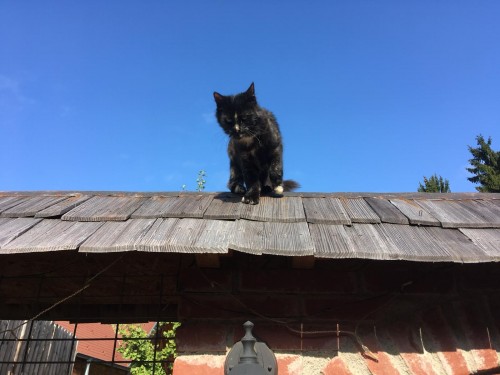 Vorschaubild 15 vom Album Die Katzen