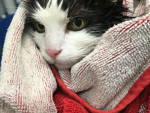 Vorschaubild 16 vom Album Die Katzen