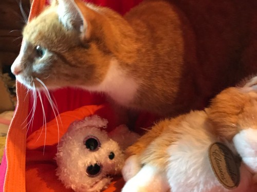 Vorschaubild 17 vom Album Die Katzen