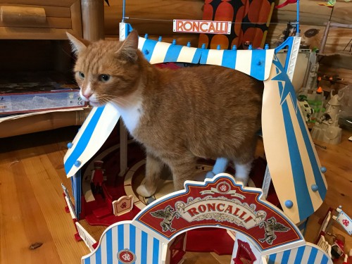 Vorschaubild 18 vom Album Die Katzen