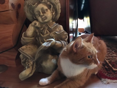 Vorschaubild 19 vom Album Die Katzen