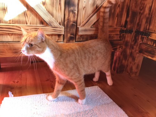 Vorschaubild 20 vom Album Die Katzen