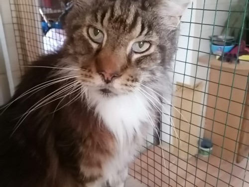 Vorschaubild 21 vom Album Die Katzen