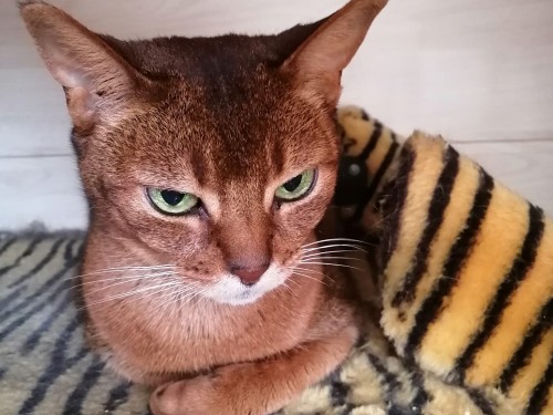 Vorschaubild 22 vom Album Die Katzen