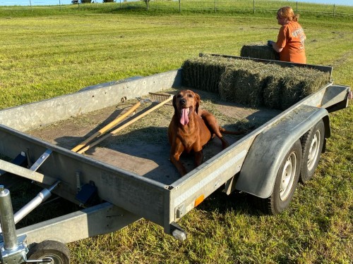 Vorschaubild 156 vom Album Die Hunde