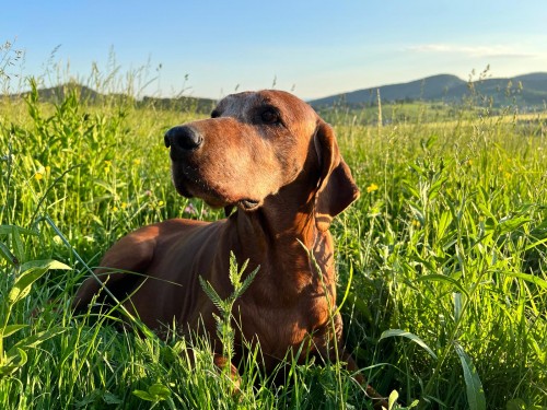 Vorschaubild 157 vom Album Die Hunde