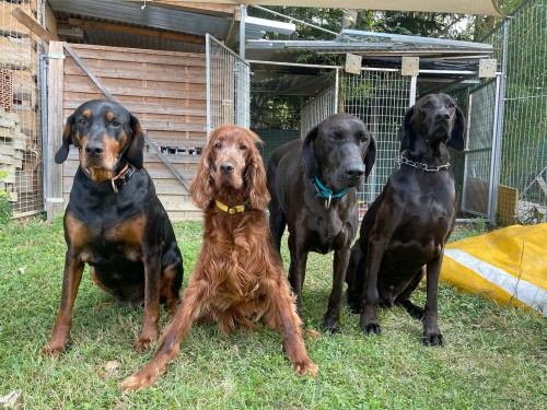 Vorschaubild 158 vom Album Die Hunde