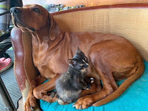 Vorschaubild 159 vom Album Die Hunde