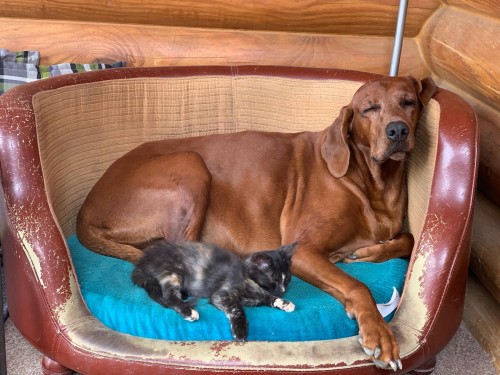 Vorschaubild 160 vom Album Die Hunde