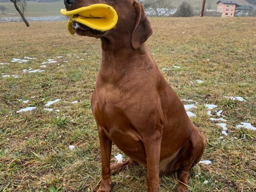 Vorschaubild 161 vom Album Die Hunde