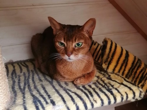 Vorschaubild 23 vom Album Die Katzen